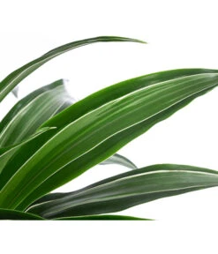 Drachenbaum - Dracaena 'White Stripe', In Keramik -Compo Verkaufsgeschäft 8742520 WE DE 004 DracaenaDeremensisWhiteStripeT21 MonatsangebotMai2022