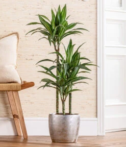 Drachenbaum - Dracaena 'White Stripe', In Keramik -Compo Verkaufsgeschäft 8742520 WE MO 001 DrachenbaumWhiteStripeinKeramikT21