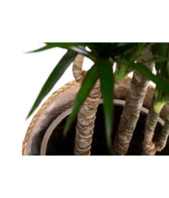 Drachenbaum - Dracaena Marginata, In Seegras-Korb -Compo Verkaufsgeschäft 8742553 WE DE 002 DrachenbaumimKorb