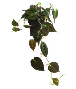 Baumfreund - Philodendron Scandens 'Micans'