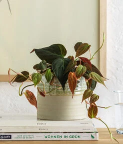 Baumfreund - Philodendron Scandens 'Micans' -Compo Verkaufsgeschäft 8744559 WE MO 001 PhilodendronScandensMicans