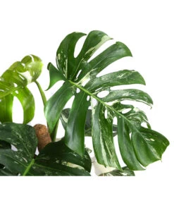 Fensterblatt - Monstera Deliciosa 'Variegata' Am Moosstab -Compo Verkaufsgeschäft 8745457 WE DE 001 MonsteraVariegataMoosstabFensterblattT17