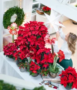 Amaryllis - Hippeastrum-Hybride -Compo Verkaufsgeschäft 874704 WE MO 001 WeihnachtsblueherRot