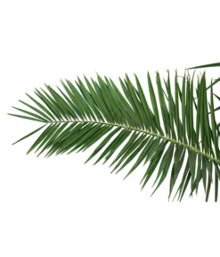 XXL Kanarische Dattelpalme, Ca. 170 Cm -Compo Verkaufsgeschäft 8753063 PR DE 001 XXLKanarischeDattelpalme70L