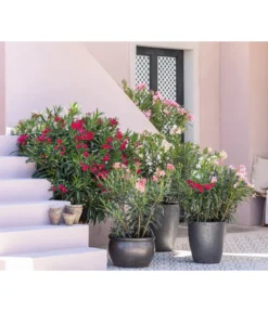 Dehner Keramik-Topf Bavaria, Bauchig -Compo Verkaufsgeschäft 8753139 WE MO 001 OleanderNeriumOleander 1