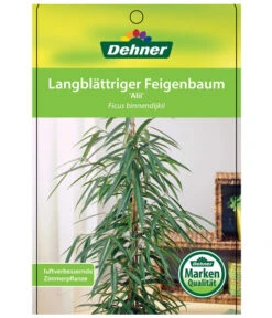 Langblättriger Feigenbaum - Ficus Binnendijkii 'Alii' -Compo Verkaufsgeschäft 8754525 LangblaettrigeFeigeAliiEtikett1