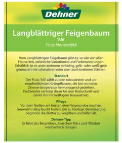 Langblättriger Feigenbaum - Ficus Binnendijkii 'Alii' -Compo Verkaufsgeschäft 8754525 LangblaettrigeFeigeAliiEtikett2