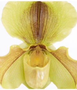 Frauenschuh - Paphiopedilum Hybride, Verschiedene Sorten -Compo Verkaufsgeschäft 8756744 PR DE 002 PaphiopedilumComp1TrieberT12DehnerExpressZS