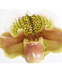 Frauenschuh - Paphiopedilum Hybride, Verschiedene Sorten -Compo Verkaufsgeschäft 8756744 PR DE 003 PaphiopedilumComp1TrieberT12DehnerExpressZS