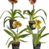 Frauenschuh - Paphiopedilum Hybride, Verschiedene Sorten