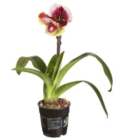 Frauenschuh - Paphiopedilum Hybride, Verschiedene Sorten -Compo Verkaufsgeschäft 8756744 PR FS 001 PaphiopedilumComp1TrieberT12DehnerExpressZS