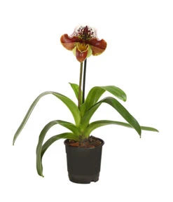 Frauenschuh - Paphiopedilum Hybride, Verschiedene Sorten -Compo Verkaufsgeschäft 8756744 WE FS 001 FrauenschuhPaphiopedilumComplex1TrieberDehnerExpressHerzig