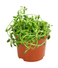 Erbsenpflanze - Senecio Herreanus