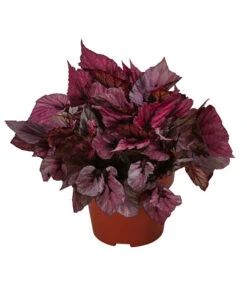 Blattbegonie - Begonia Rex-Hybride 'Indian Summer'