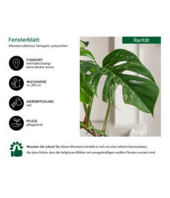Fensterblatt - Monstera Deliciosa 'Variegata' Am Moosstab -Compo Verkaufsgeschäft 8765257 WE IG 001 FensterblattMonsteraVariegata