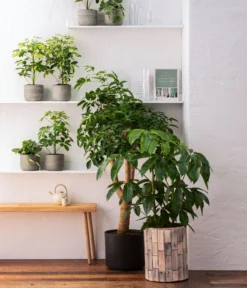 Dehner Holz-Übertopf Luna, Rund, Hellbraun -Compo Verkaufsgeschäft 8772634 WE MO 001 HeteropanaxChinensT27