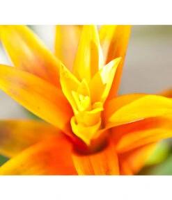 Vriesea - Bromelia Cultivars, Verschiedene Sorten -Compo Verkaufsgeschäft 8774564 8209603 WE DE 001 BromeliaVrieseaUveSauer