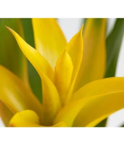 Vriesea - Bromelia Cultivars, Verschiedene Sorten -Compo Verkaufsgeschäft 8774564 PR DE 001 VriesiaGelbOrangeMixT9DehnerExpressZS