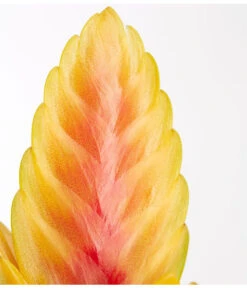 Vriesea - Bromelia Cultivars, Verschiedene Sorten -Compo Verkaufsgeschäft 8774564 PR DE 002 VriesiaGelbOrangeMixT9DehnerExpressZS