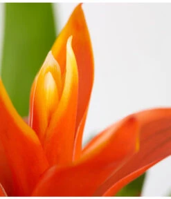 Vriesea - Bromelia Cultivars, Verschiedene Sorten -Compo Verkaufsgeschäft 8774564 PR DE 003 VriesiaGelbOrangeMixT9DehnerExpressZS