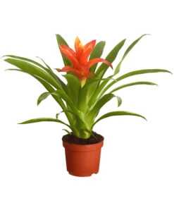 Vriesea - Bromelia Cultivars, Verschiedene Sorten -Compo Verkaufsgeschäft 8774564 PR FS 002 VriesiaGelbOrangeMixT9DehnerExpressZS