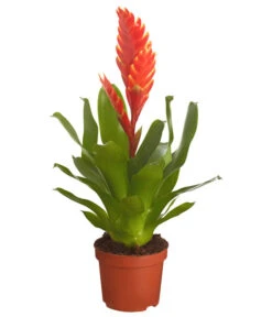 Vriesea - Bromelia Cultivars, Verschiedene Sorten
