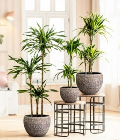 Drachenbaum - Dracaena Fragrans 'Rikki' -Compo Verkaufsgeschäft 8775108 8511545 WE MO 001 DracaenaDeremensisRikki Lana