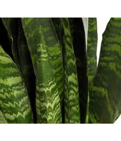 Bogenhanf - Sansevieria 'Black Coral' -Compo Verkaufsgeschäft 8776155 PR DE 001 SansevieriaBlackCoralT21DehnerExpressHerzig