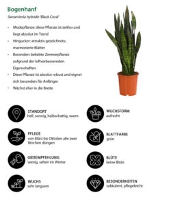 Bogenhanf - Sansevieria 'Black Coral' -Compo Verkaufsgeschäft 8776155 WE IG 001 BogenhanfSansevieriaBlackCoralT21DehnerExpressHerzig