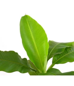 Japanische Faserbanane - Musa Basjoo -Compo Verkaufsgeschäft 8777211 PR DE 001 MusaBasjooT20DehnerExpressHerzig