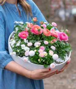 Beet- & Balkonpflanzen-Set Traum In Rosa, 6-teilig -Compo Verkaufsgeschäft 8800039 WE MO 001 BeetBalkonSetTrauminRosa