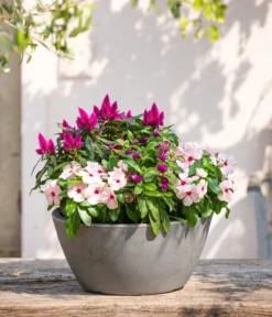 Kugelamaranth -Compo Verkaufsgeschäft 8800666 PR MO 001 Beet Balkon Set