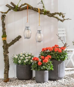 Stehende Geranie, Orange -Compo Verkaufsgeschäft 8803660 8813206 WE MO 001 MargeriteWeiss GeranieOrange GC05 2022 01 1