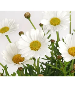 Margerite, Weiß -Compo Verkaufsgeschäft 8803660 PR DE 001 MargeritenWeissT11DehnerExpressHerzig