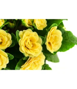 Beet- & Balkonpflanzen-Set Gelber Frühling, 6-teilig -Compo Verkaufsgeschäft 8806606 WE DE 003 RosenprimelGelbT12