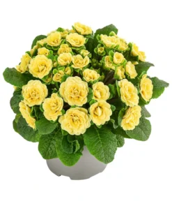 Beet- & Balkonpflanzen-Set Gelber Frühling, 6-teilig -Compo Verkaufsgeschäft 8806606 WE FS 003 RosenprimelGelbT12