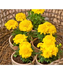 Studentenblume, Verschiedene Farben -Compo Verkaufsgeschäft 8807091 BildFS 001 StudentenblumeTagetesKleinblumigT9