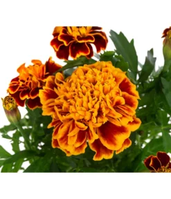 Studentenblume, Verschiedene Farben -Compo Verkaufsgeschäft 8807091 WE DE 003 TagetesKleinblumigT9