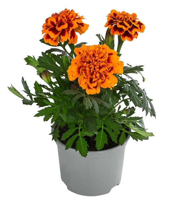 Studentenblume, Verschiedene Farben – Bild 2