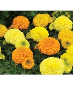 Studentenblume, Großblumig, Verschiedene Sorten -Compo Verkaufsgeschäft 8807117 WE DE 002 AntiguaYellowMoonstruckDeepOrangeSyngenta