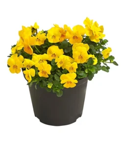 Beet- & Balkonpflanzen-Set Gelber Frühling, 6-teilig -Compo Verkaufsgeschäft 8808214 WE FS 001 ViolaCornutaHornveilchenT14TESTZOOM1107x1106 1