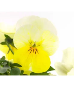 Hornveilchen, Sonderfarben -Compo Verkaufsgeschäft 8808685 PR DE 002 HornveilchenViolaCornutaSonderfarbenT10DehnerExpressHerzig