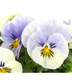 Hornveilchen, Sonderfarben -Compo Verkaufsgeschäft 8808685 PR DE 003 HornveilchenViolaCornutaSonderfarbenT10DehnerExpressHerzig