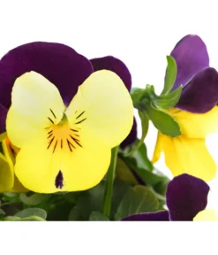 Hornveilchen, Sonderfarben -Compo Verkaufsgeschäft 8808685 PR DE 004 HornveilchenViolaCornutaSonderfarbenT10DehnerExpressHerzig