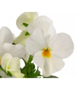 Beet- & Balkonpflanzen-Set Oranger Frühling, 6-teilig -Compo Verkaufsgeschäft 8808685 WE DE 002 ViolaCornutaWeiss 1