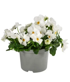 Beet- & Balkonpflanzen-Set Oranger Frühling, 6-teilig -Compo Verkaufsgeschäft 8808685 WE FS ViolaCornutaWeissGelb 1