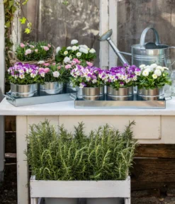 Hornveilchen, Sonderfarben -Compo Verkaufsgeschäft 8808685 WE MO 001 HornveilchenBellisNelke