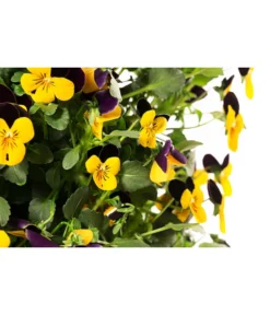 Wandhänger Mit Hornveilchen, Verschiedene Sorten -Compo Verkaufsgeschäft 8809048 WE DE 001 ViolaWandhaenger