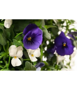 Wandhänger Mit Hornveilchen, Verschiedene Sorten -Compo Verkaufsgeschäft 8809048 WE DE 002 ViolaWandhaenger