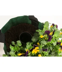 Wandhänger Mit Hornveilchen, Verschiedene Sorten -Compo Verkaufsgeschäft 8809048 WE DE 003 ViolaWandhaenger